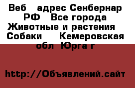 Веб – адрес Сенбернар.РФ - Все города Животные и растения » Собаки   . Кемеровская обл.,Юрга г.